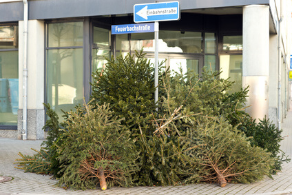 Energielieferant Weihnachtsbaum